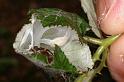 Clubiona_lutescens_D4885_Z_89_Les Gris_Frankrijk